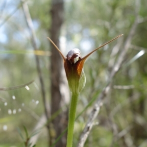 Pterostylis pedunculata at Stromlo, ACT - suppressed