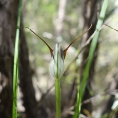 Pterostylis pedunculata at Stromlo, ACT - suppressed