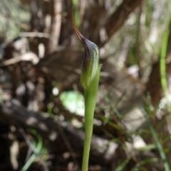 Pterostylis pedunculata at Stromlo, ACT - suppressed