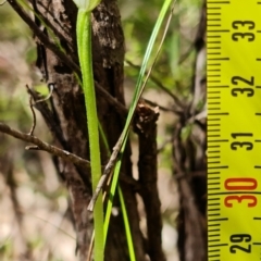 Pterostylis pedunculata at Stromlo, ACT - suppressed