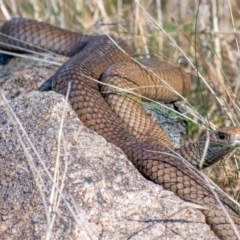 Pseudonaja textilis (Eastern Brown Snake) at Cooleman Ridge - 13 Sep 2022 by Chris Appleton