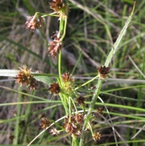 Luzula densiflora at Hawker, ACT - 13 Sep 2022 03:45 PM