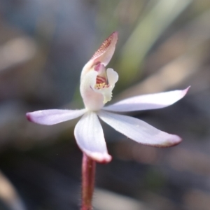 Caladenia fuscata at Stromlo, ACT - 13 Sep 2022