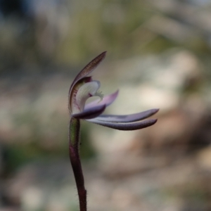 Caladenia fuscata at Stromlo, ACT - 13 Sep 2022