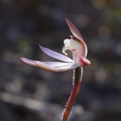 Caladenia fuscata at Stromlo, ACT - 13 Sep 2022