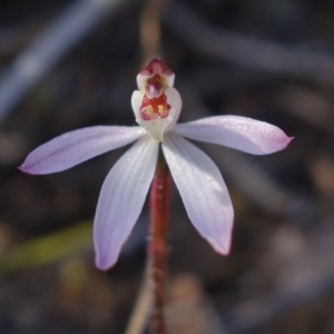 Caladenia fuscata at Stromlo, ACT - 13 Sep 2022