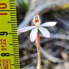 Caladenia fuscata at Stromlo, ACT - 13 Sep 2022