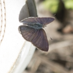 Erina hyacinthina (Varied Dusky-blue) at Bruce Ridge to Gossan Hill - 13 Sep 2022 by AlisonMilton