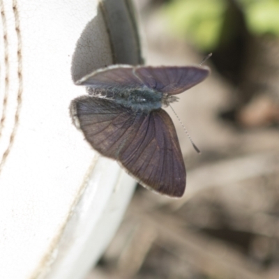 Erina hyacinthina (Varied Dusky-blue) at Bruce Ridge to Gossan Hill - 13 Sep 2022 by AlisonMilton