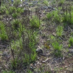 Xerochrysum viscosum (Sticky Everlasting) at Hawker, ACT - 13 Sep 2022 by pinnaCLE