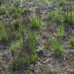 Xerochrysum viscosum at Hawker, ACT - 13 Sep 2022