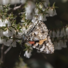 Vanessa kershawi (Australian Painted Lady) at Bruce, ACT - 13 Sep 2022 by AlisonMilton