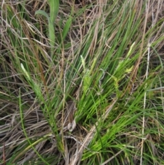 Carex breviculmis (Short-Stem Sedge) at Hawker, ACT - 13 Sep 2022 by pinnaCLE