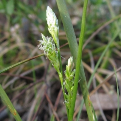 Carex breviculmis (Short-Stem Sedge) at The Pinnacle - 13 Sep 2022 by pinnaCLE