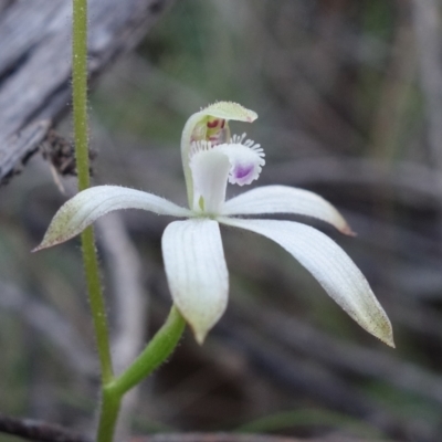 Caladenia ustulata (Brown Caps) at Molonglo Valley, ACT - 13 Sep 2022 by RobG1