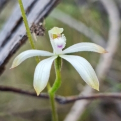 Caladenia ustulata at Molonglo Valley, ACT - suppressed