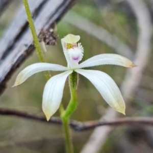 Caladenia ustulata at Molonglo Valley, ACT - 13 Sep 2022