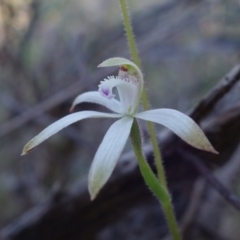 Caladenia ustulata at Molonglo Valley, ACT - 13 Sep 2022