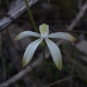 Caladenia ustulata at Molonglo Valley, ACT - suppressed