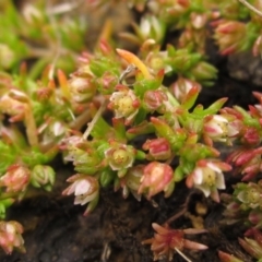 Crassula decumbens var. decumbens (A Stonecrop) at The Pinnacle - 5 Sep 2022 by pinnaCLE