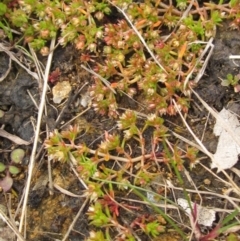 Crassula decumbens var. decumbens at Weetangera, ACT - 5 Sep 2022 10:46 AM