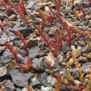 Crassula sieberiana at Weetangera, ACT - 5 Sep 2022