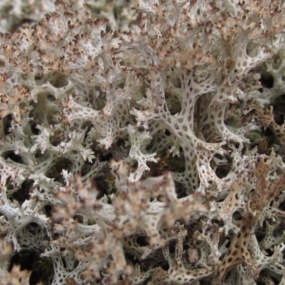 Cladia corallaizon at Weetangera, ACT - 9 Sep 2022 by pinnaCLE