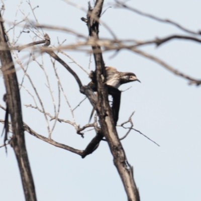 Purnella albifrons (White-fronted Honeyeater) at Round Hill Nature Reserve - 6 Sep 2022 by Harrisi