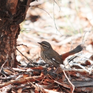 Hylacola cauta at Mount Hope, NSW - 6 Sep 2022