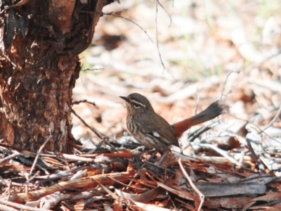 Hylacola cauta (Shy Heathwren) at Mount Hope, NSW - 6 Sep 2022 by Harrisi