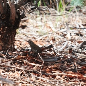 Hylacola cauta at Mount Hope, NSW - 6 Sep 2022