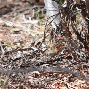 Hylacola cauta at Mount Hope, NSW - 6 Sep 2022