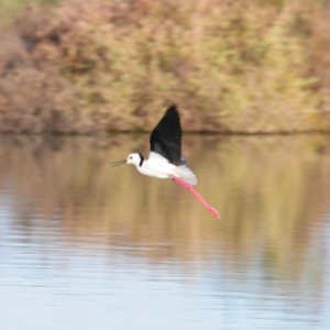 Himantopus leucocephalus at Lake Cargelligo, NSW - 5 Sep 2022