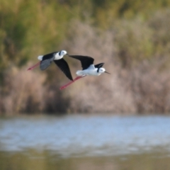 Himantopus leucocephalus at Lake Cargelligo, NSW - 5 Sep 2022