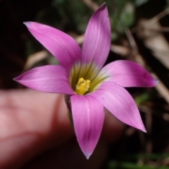 Romulea rosea var. australis (Onion Grass) at Lake Bathurst, NSW - 11 Sep 2022 by drakes