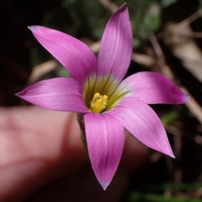 Romulea rosea var. australis (Onion Grass) at Lake Bathurst, NSW - 11 Sep 2022 by drakes