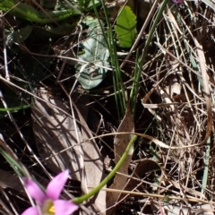 Romulea rosea var. australis at Lake Bathurst, NSW - 11 Sep 2022 01:38 PM