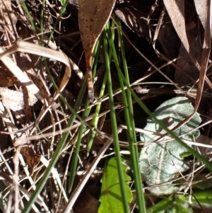 Romulea rosea var. australis at Lake Bathurst, NSW - 11 Sep 2022
