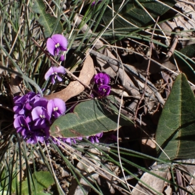 Hardenbergia violacea (False Sarsaparilla) at Lake Bathurst, NSW - 11 Sep 2022 by drakes