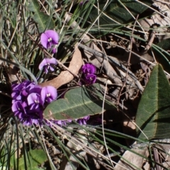 Hardenbergia violacea (False Sarsaparilla) at Lake Bathurst, NSW - 11 Sep 2022 by drakes