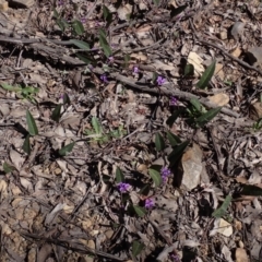 Hardenbergia violacea at Lake Bathurst, NSW - 11 Sep 2022