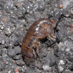 Amphipod (order Amphipoda, family Talitridae) at Acton, ACT - 11 Sep 2022 10:45 AM