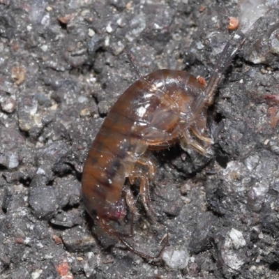Amphipod (order Amphipoda, family Talitridae) (Lawn shrimp, landhopper) at Acton, ACT - 11 Sep 2022 by TimL