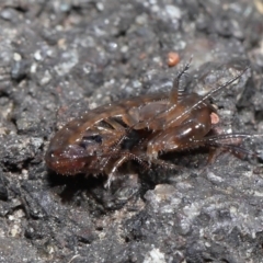 Amphipod (order Amphipoda, family Talitridae) at Acton, ACT - 11 Sep 2022 10:45 AM