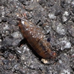 Amphipod (order Amphipoda, family Talitridae) at Acton, ACT - 11 Sep 2022