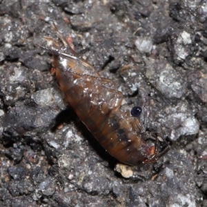 Amphipod (order Amphipoda, family Talitridae) at Acton, ACT - 11 Sep 2022 10:45 AM