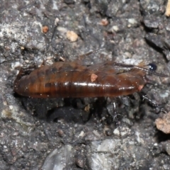 Amphipod (order Amphipoda, family Talitridae) at Acton, ACT - 11 Sep 2022 10:45 AM