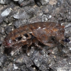 Amphipod (order Amphipoda, family Talitridae) at Acton, ACT - 11 Sep 2022