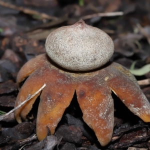 Astraeus hygrometricus at Evatt, ACT - 9 Sep 2022 02:30 PM