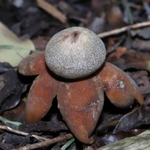 Astraeus hygrometricus at Evatt, ACT - 9 Sep 2022 02:30 PM